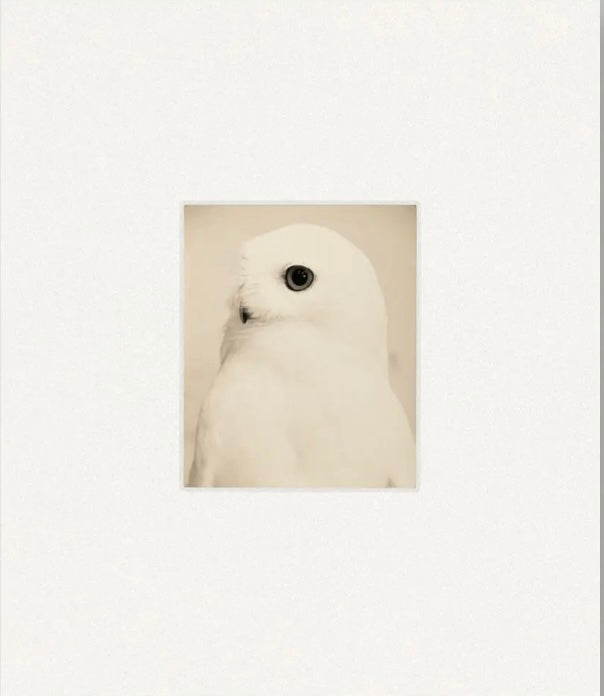 山本昌男 写真集: MASAO YAMAMOTO