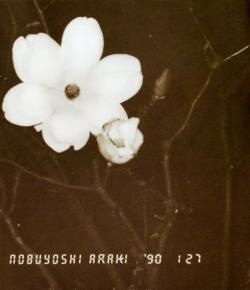 【古本】荒木経惟 写真集: 愛ノ花: Nobuyoshi Araki: Ai No Hana