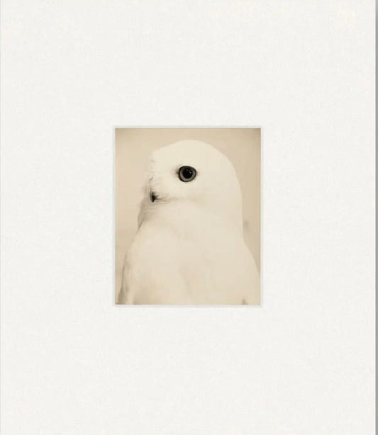 山本昌男 写真集: MASAO YAMAMOTO