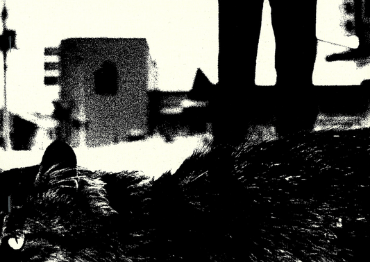 【古本】森山大道 作品集: DAIDO MORIYAMA: Stray Cats